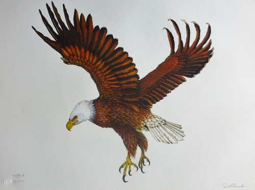 Dale hauck bald eagle 1972 - dale,