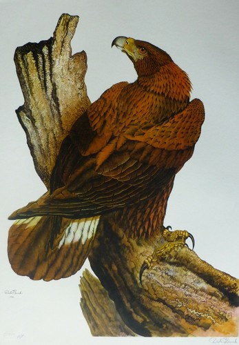 Dale hauck golden eagle 1972 - hauck,